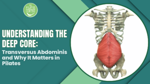 Read more about the article Understanding the Deep Core: Transversus Abdominis and Why It Matters in Pilates