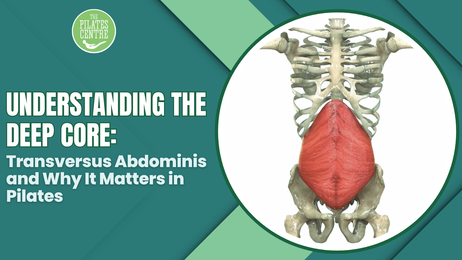 Read more about the article Understanding the Deep Core: Transversus Abdominis and Why It Matters in Pilates