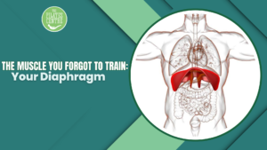 Read more about the article The Muscle You Forgot to Train: Your Diaphragm