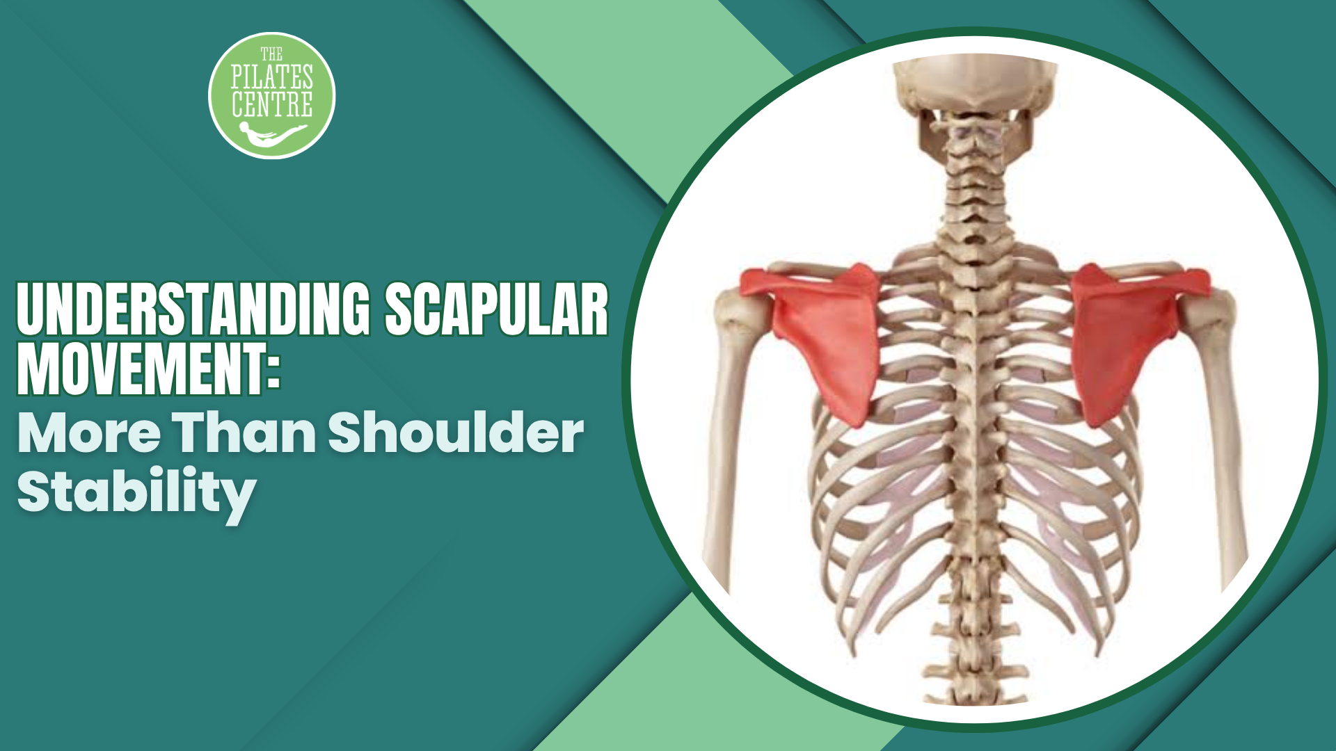 You are currently viewing Understanding Scapular Movement: More Than Shoulder Stability