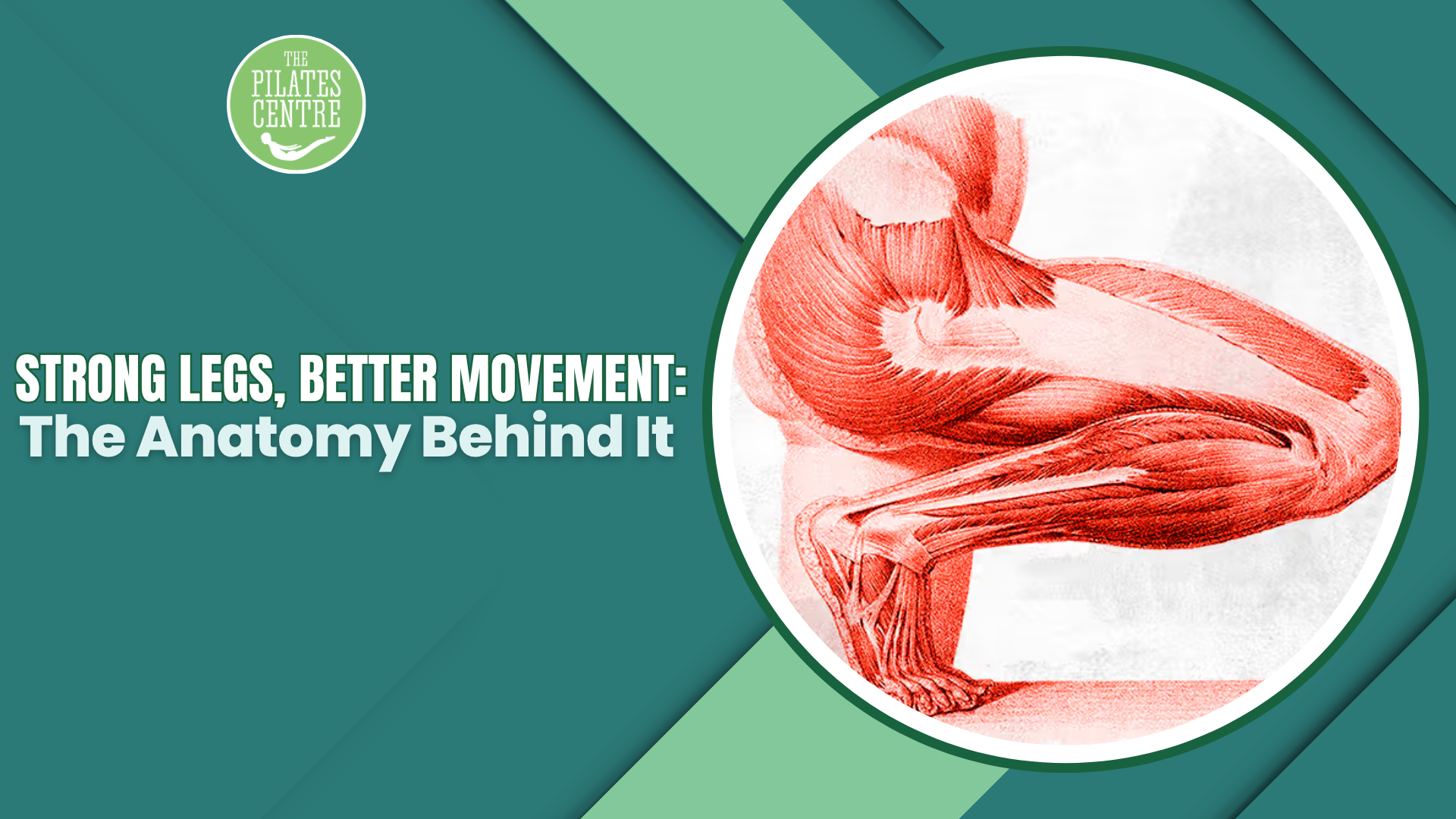 Read more about the article Strong Legs, Better Movement: The Anatomy Behind It